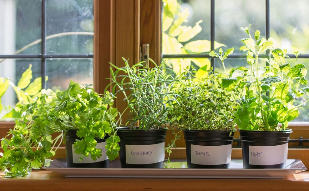 Gartenideen Kräutergarten für Anfänger