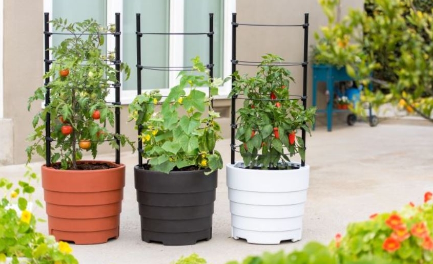 Home Gemüsegarten Ideen, um Geld zu sparen